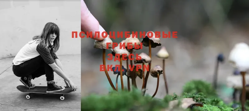 Галлюциногенные грибы Magic Shrooms  Карпинск 